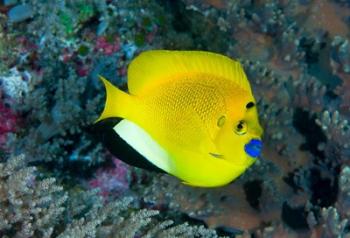 Angelfish swims in coral reef | Obraz na stenu