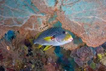 Sweetlip fish, sea fan coral | Obraz na stenu