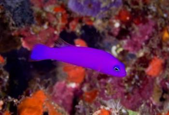 Magenta dottyback fish | Obraz na stenu