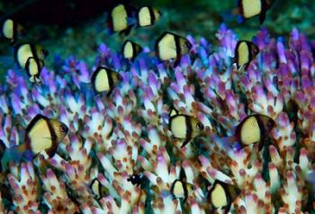 Humbug fish, Marine Life | Obraz na stenu