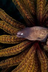 White-eye moray eel and coral | Obraz na stenu