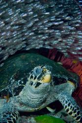 Glassfish, Hawksbill turtle | Obraz na stenu