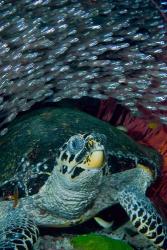 Glassfish, Hawksbill turtle | Obraz na stenu