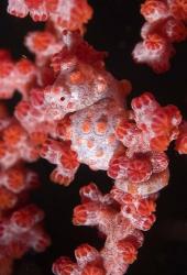 Indonesia, Pygmy seahorse, seafans, Marine Life | Obraz na stenu