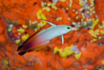 A fire goby swims past coral | Obraz na stenu