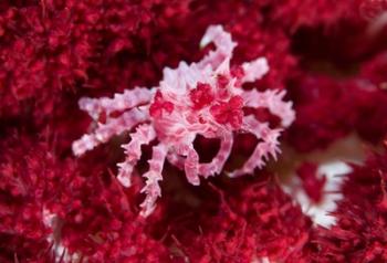 Decorator crab, crustacean | Obraz na stenu