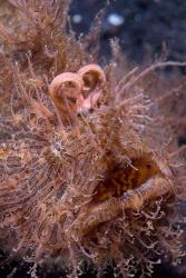 Hairy frogfish | Obraz na stenu