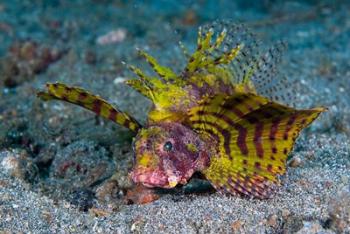 Red dwarf lionfish | Obraz na stenu