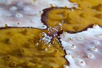 Bumble-bee shrimp marine life | Obraz na stenu