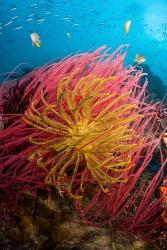 Two varieties of feather star crinoids, Pisang Islands, Papua, Indonesia | Obraz na stenu