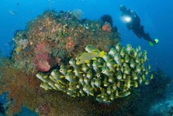 Diver and schooling sweetlip fish next to reef, Raja Ampat, Papua, Indonesia | Obraz na stenu