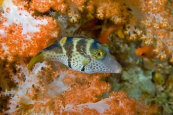Close-up of pufferfish, Raja Ampat, Papua, Indonesia | Obraz na stenu