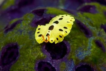 Flatworm marine life | Obraz na stenu