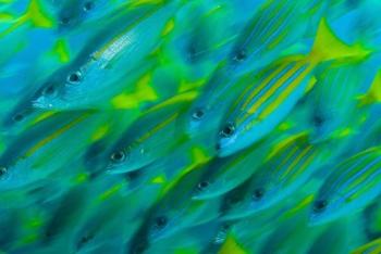 Abstract close-up of snapper fish, Raja Ampat, Papua, Indonesia | Obraz na stenu
