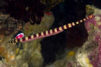 Pipefish | Obraz na stenu