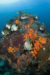 Fish swim around coral, Tatawa Besar, Komodo NP, Indonesia | Obraz na stenu