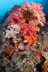 Coral, Raja Ampat, Papua, Indonesia | Obraz na stenu