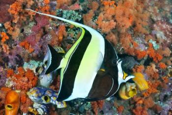 Fish, Raja Ampat, Papua, Indonesia | Obraz na stenu