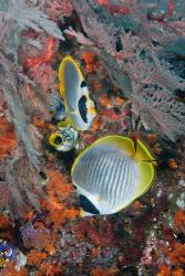 Fish swimming near coral, Raja Ampat, Papua, Indonesia | Obraz na stenu