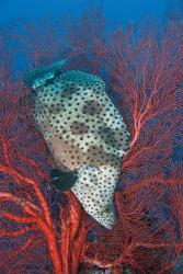 Underwater scene of fish and coral, Raja Ampat, Papua, Indonesia | Obraz na stenu