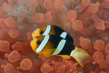 Two anemonefish in protective anemone, Raja Ampat, Papua, Indonesia | Obraz na stenu