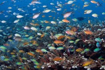 Sea of fish and coral, Raja Ampat, Papua, Indonesia | Obraz na stenu