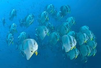 Schooling batfish, Raja Ampat, Papua, Indonesia | Obraz na stenu