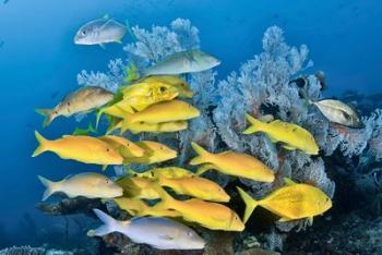 Yellow fish and coral, Raja Ampat, Papua, Indonesia | Obraz na stenu