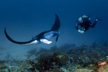 Manta ray swims past scuba diver, Komodo NP, Indonesia | Obraz na stenu