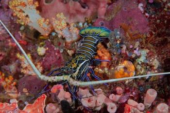 Lobster and coral, Raja Ampat, Papua, Indonesia | Obraz na stenu