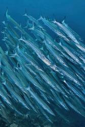 Underwater scene of schooling barracuda, Raja Ampat, Papua, Indonesia | Obraz na stenu