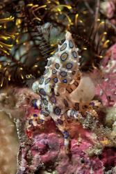 Blue-ring octopus and coral, Raja Ampat, Papua, Indonesia | Obraz na stenu