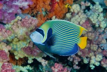 Underwater scene of angelfish and coral, Raja Ampat, Papua, Indonesia | Obraz na stenu