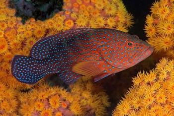 Coral trout fish and coral, Raja Ampat, Papua, Indonesia | Obraz na stenu