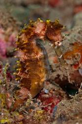Close-up of adult spiny seahorse | Obraz na stenu