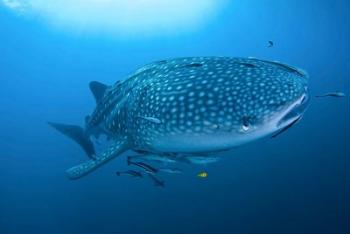 Bay Whale shark and remoras | Obraz na stenu