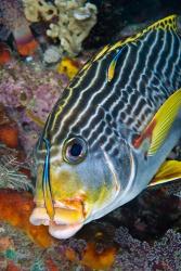 Cleaner fish with sweetlip fish, Raja Ampat, Papua, Indonesia | Obraz na stenu