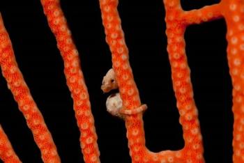 Close-up of world's smallest seahorse, Raja Ampat, Papua, Indonesia | Obraz na stenu