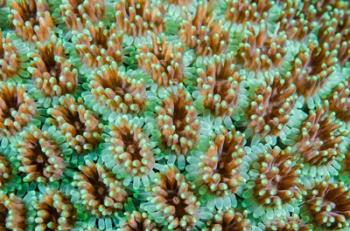 Close-up of anemones | Obraz na stenu