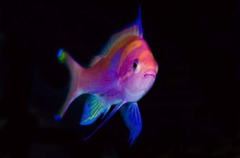 Bay Close-up of colorful anthia | Obraz na stenu