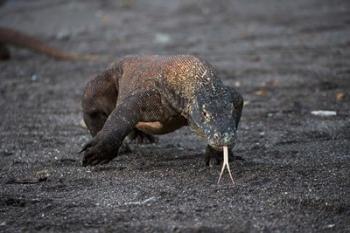 Close-up of Komodo dragon | Obraz na stenu