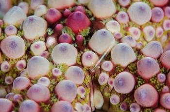 Shrimp swimming over sea star | Obraz na stenu