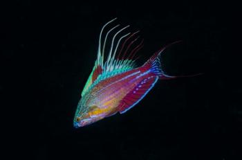 Close-up of colorful wrasse fish | Obraz na stenu