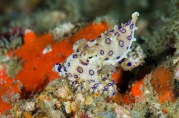 Close-up of deadly blue-ringed octopus | Obraz na stenu