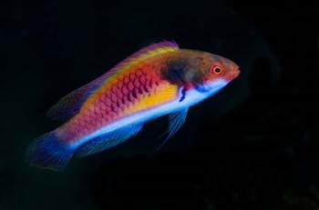 Bay Close-up of colorful wrasse fish | Obraz na stenu