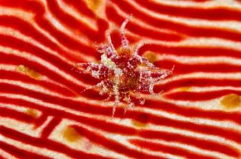 Bay Anemone on sea cucumber | Obraz na stenu