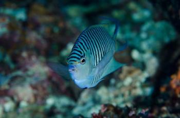 Bay Close-up of angelfish | Obraz na stenu