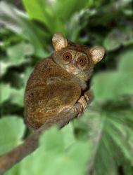 Close-up of Tarsier on Limb, Bali, Indonesia | Obraz na stenu