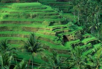 Bali, Tegallalan, Rice Terrace | Obraz na stenu