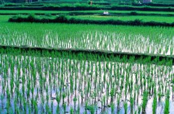 Rice Cultivation, Bali, Indonesia | Obraz na stenu